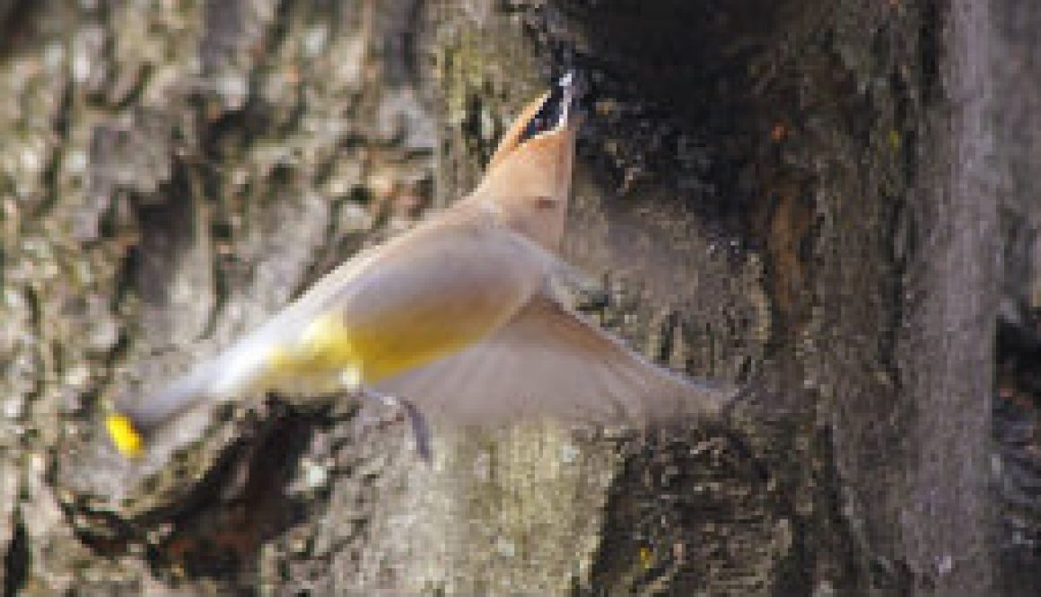 A Cedar Waxwing migrating north at ROLF in April featured