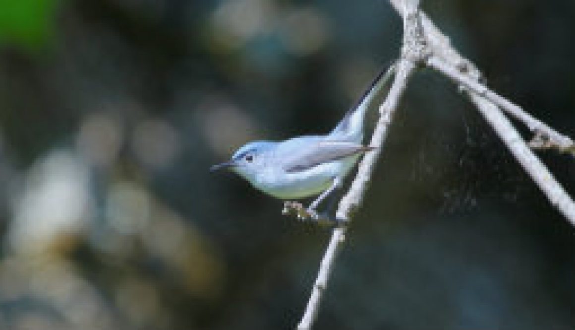 A beautiful Blue Gray Gnatcatcher featured