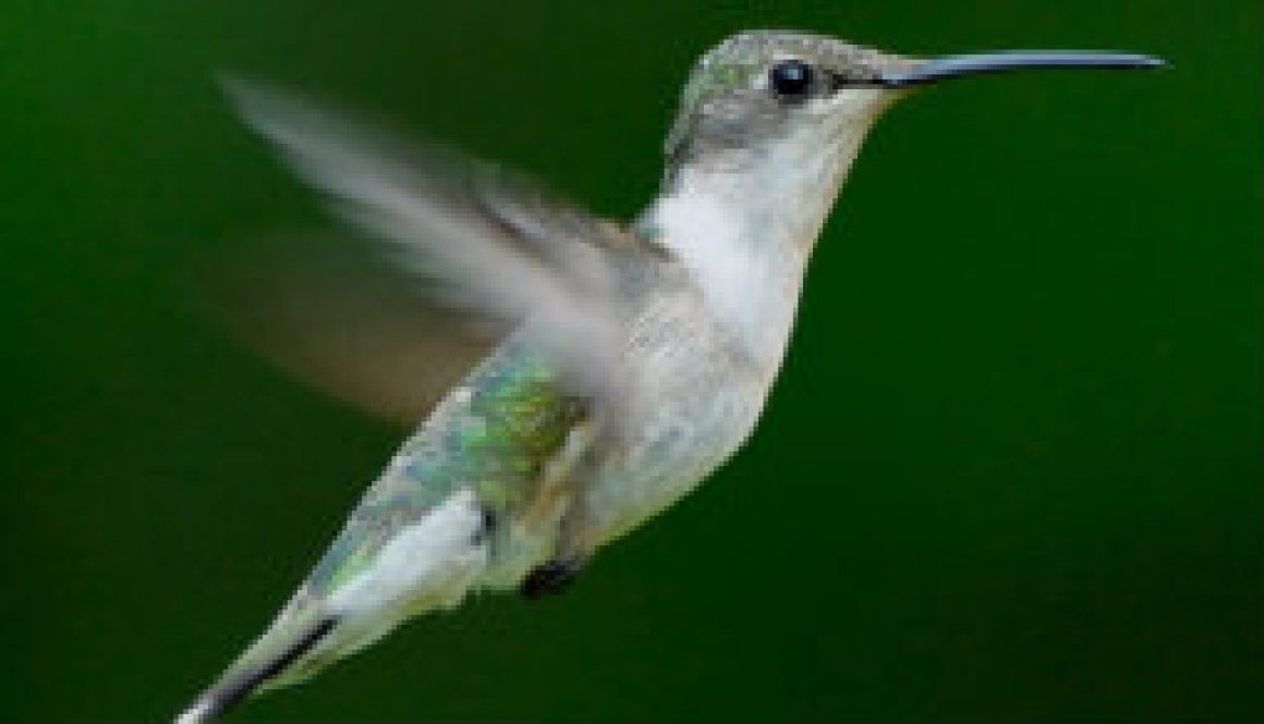 A beautiful little female Ruby Throated Hummingbird featured