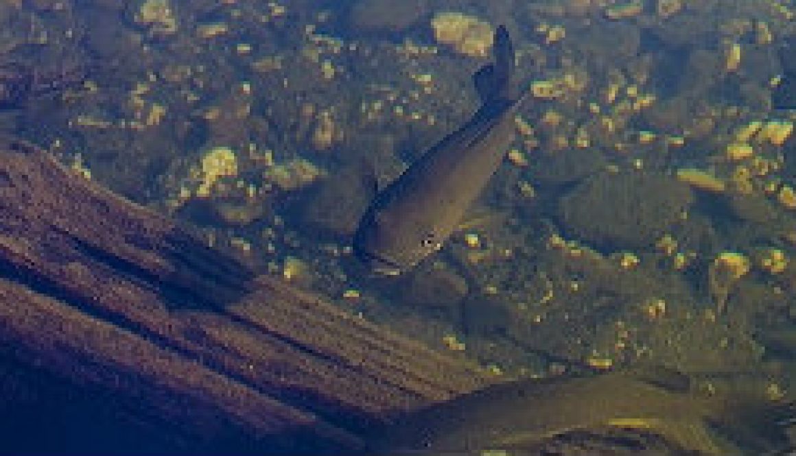 A school of late season smallmouth bass in the North Fork featured