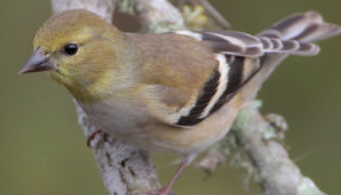 American Goldfinch in very early spring colors featured