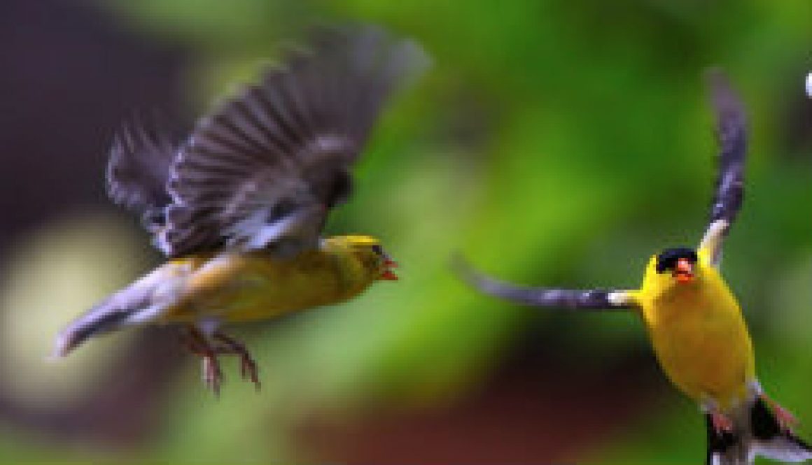 American Goldfinches near the ROLF office featured