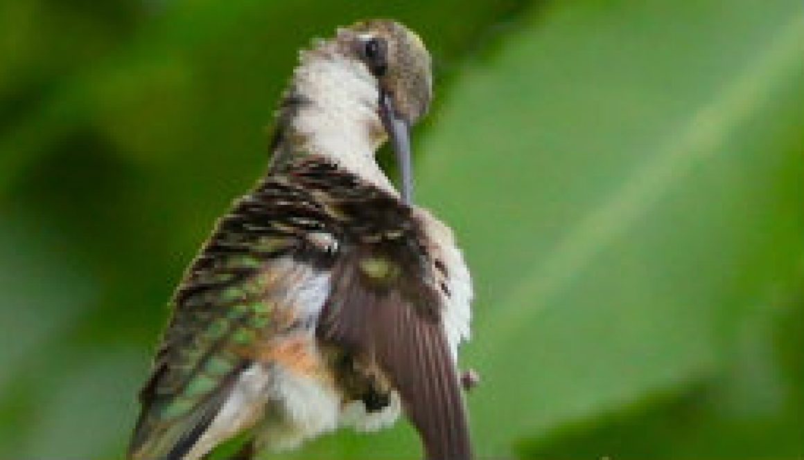 Baby Ruby-throat Hummingbird Preening featured