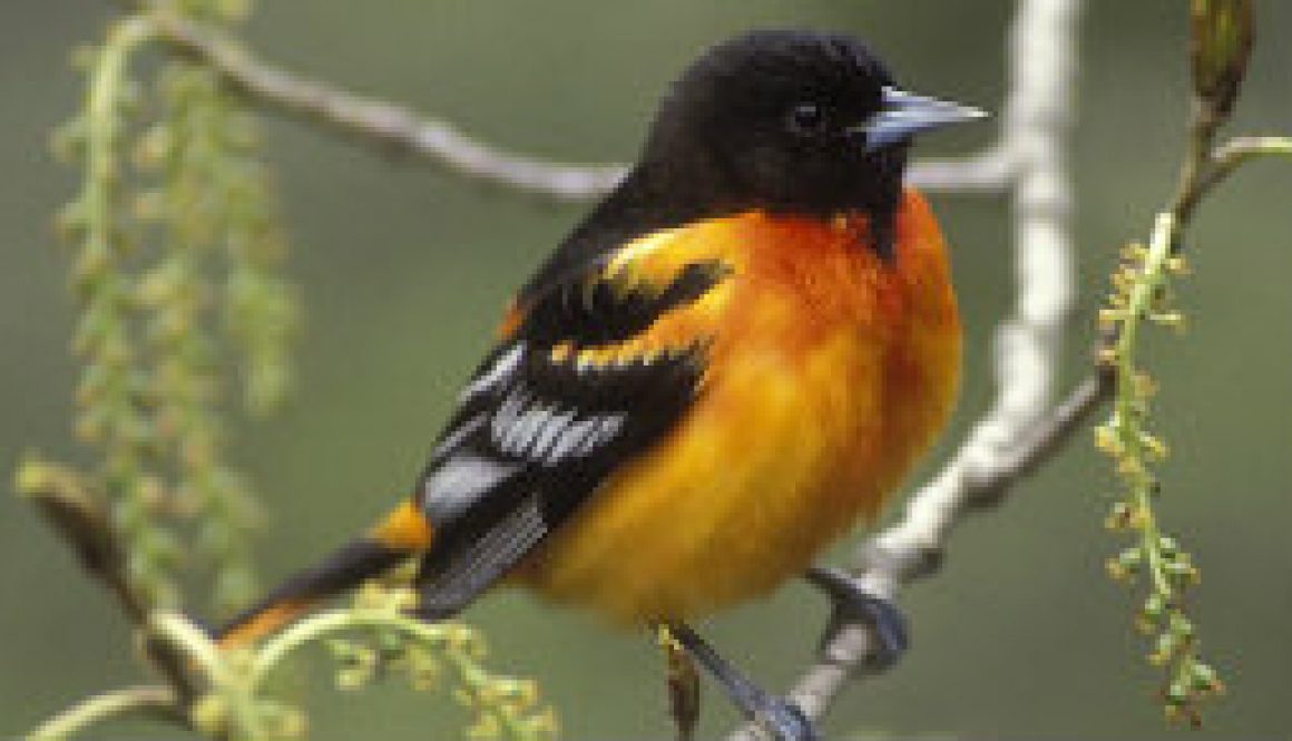 Baltimore Oriole featured