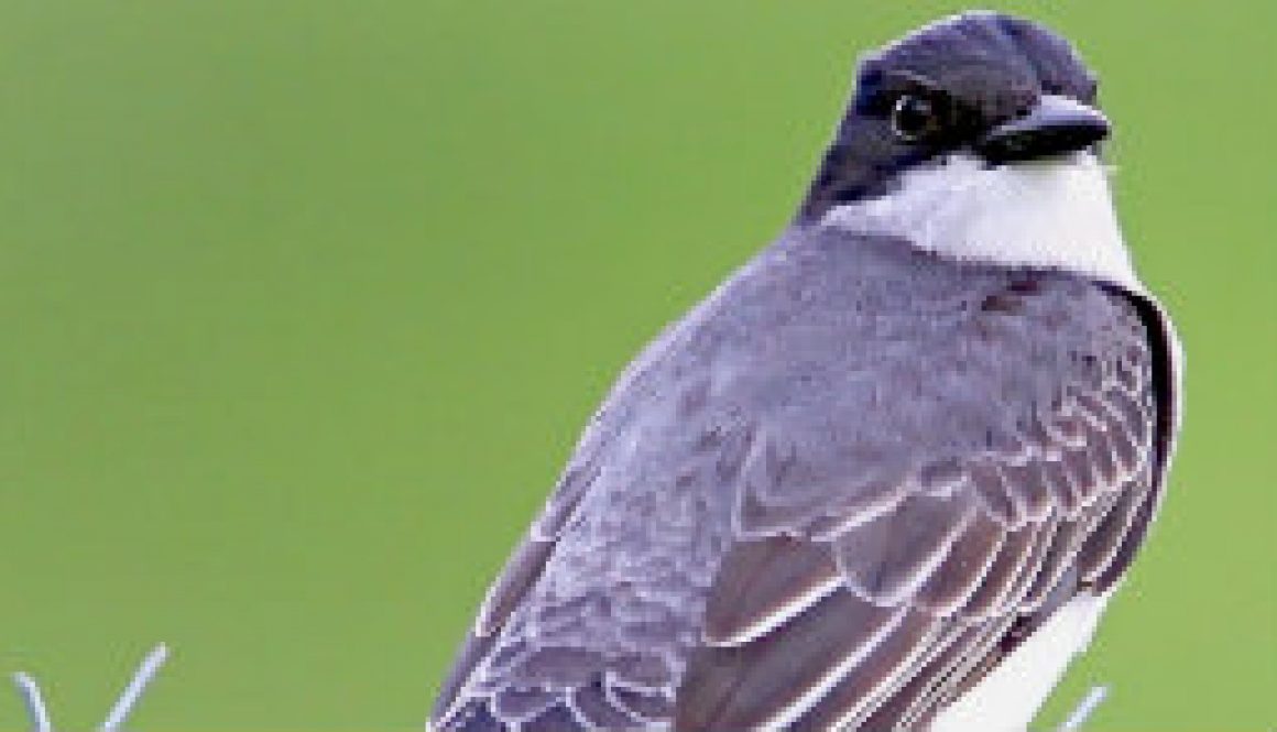 Beautiful Eastern Kingbird featured