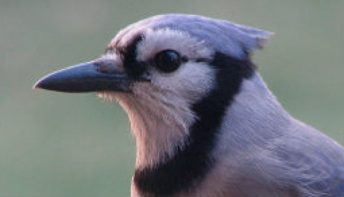 Blue Jay taken today (Feb featured