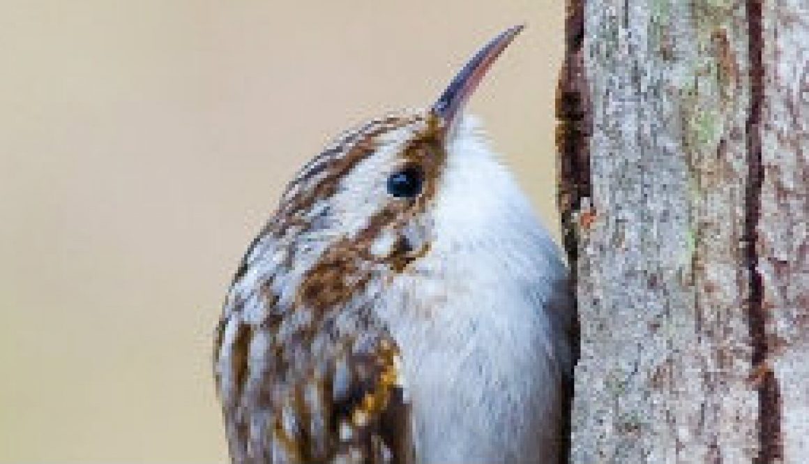 Brown Creeper featured