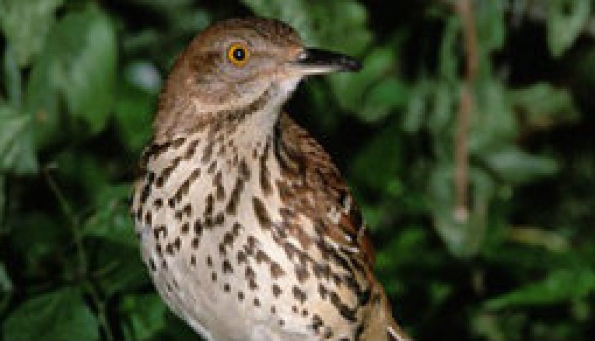 Brown Thrasher featured