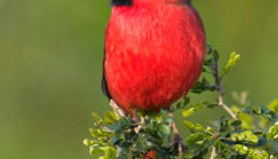 Cardinal