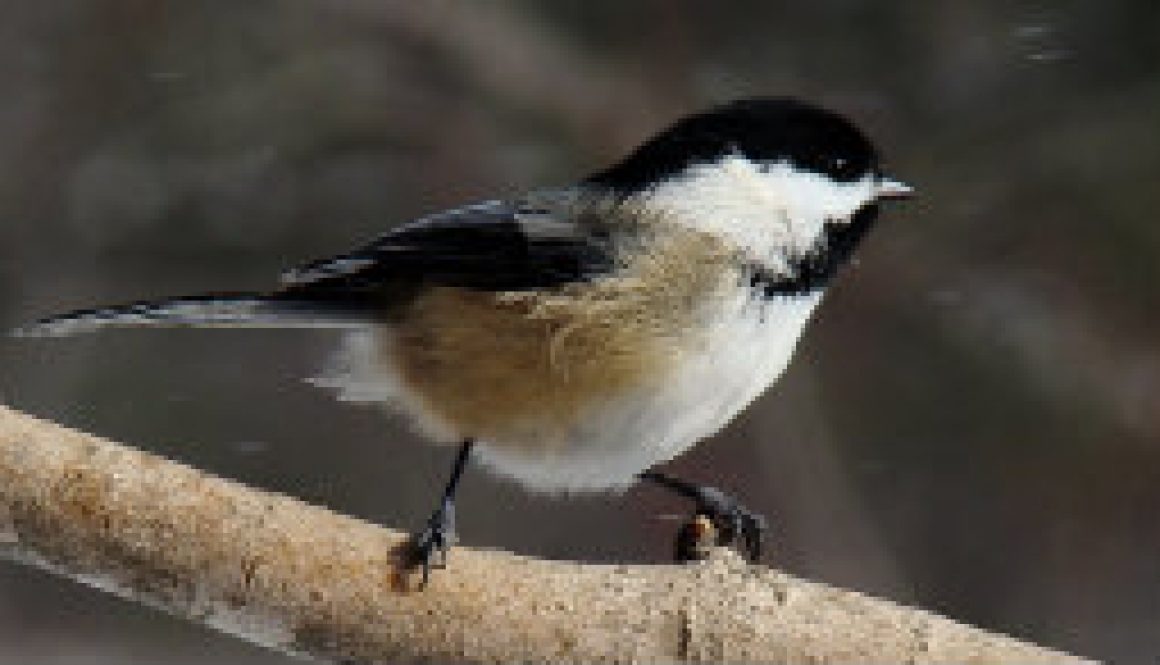 Chickadee in snow shower featured