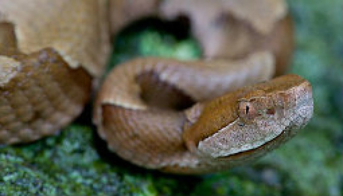 Close-up of Copperhead sep 27 featured