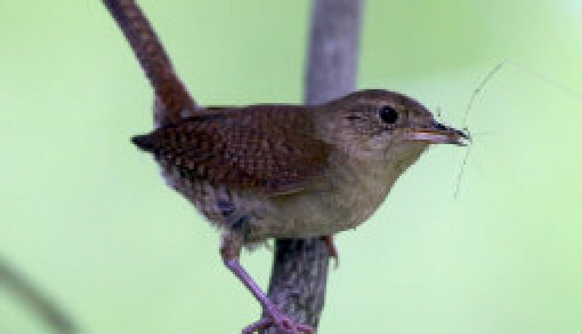 Cute House Wren with a Daddy-Longlegs featured