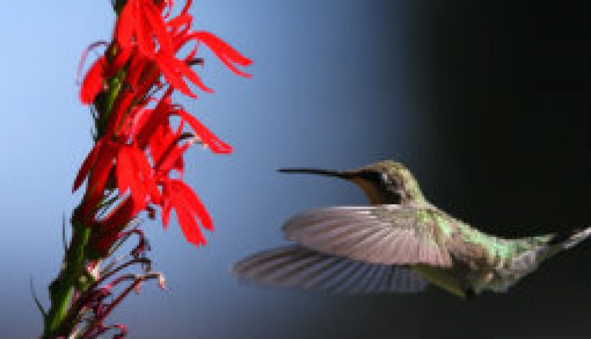 Dawn hummingbird picture of juvenile rubythroat featured