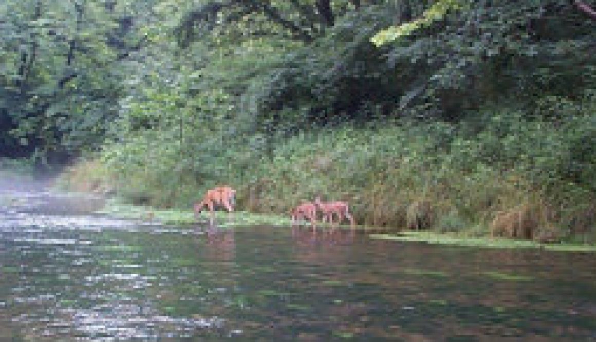 Deer drinking in the morning just after dawn featured