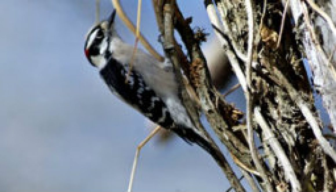 Downey Woodpecker feayuired