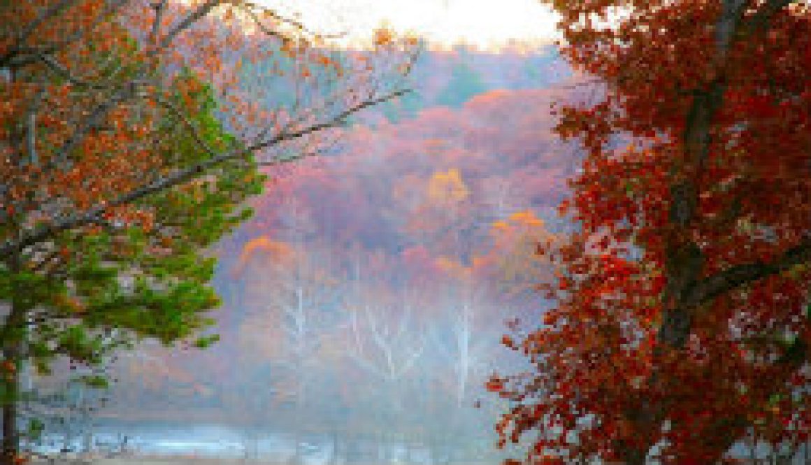 Fall view from the Treetop Loft at ROLF featuired