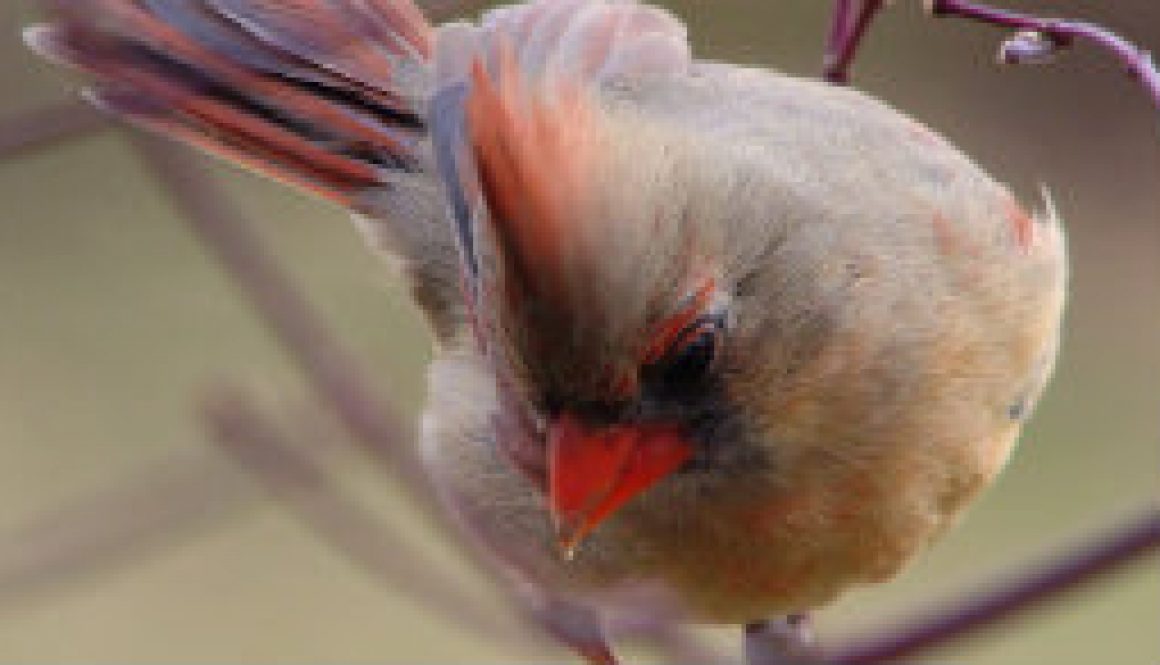 Female Cardinal picture from yesterday featured