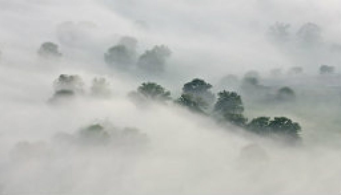 Fog off Highway H near North Fork at 6 AM featured