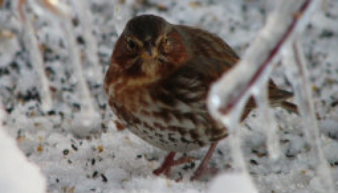 Fox Sparrow featured