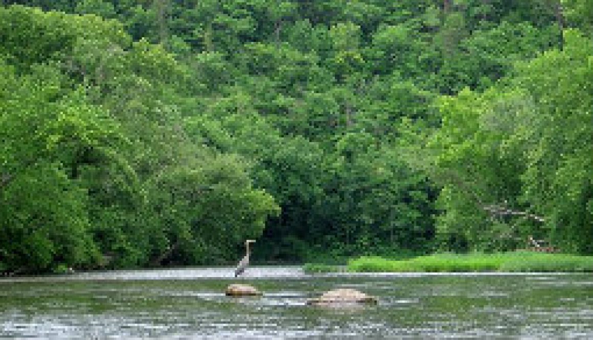 Great Blue Heron on water featured