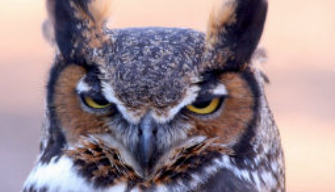 Great Horned Owl near dusk featured