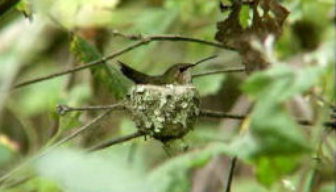 Hummingbird on nest featured