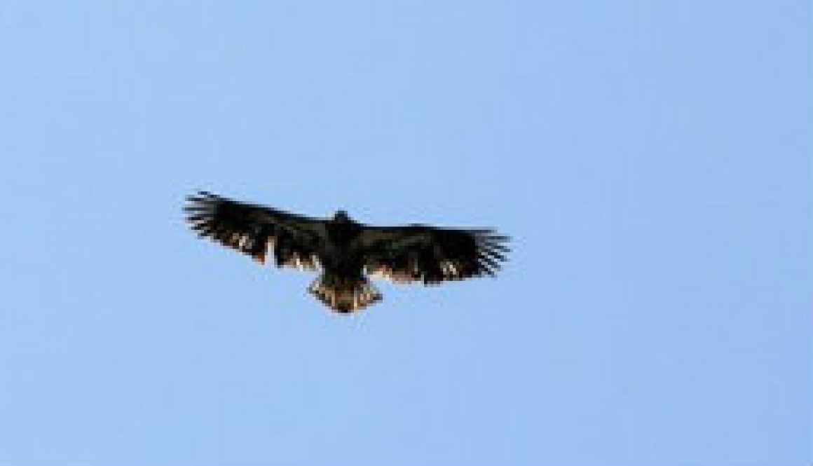 Juvenile Bald Eagle featured