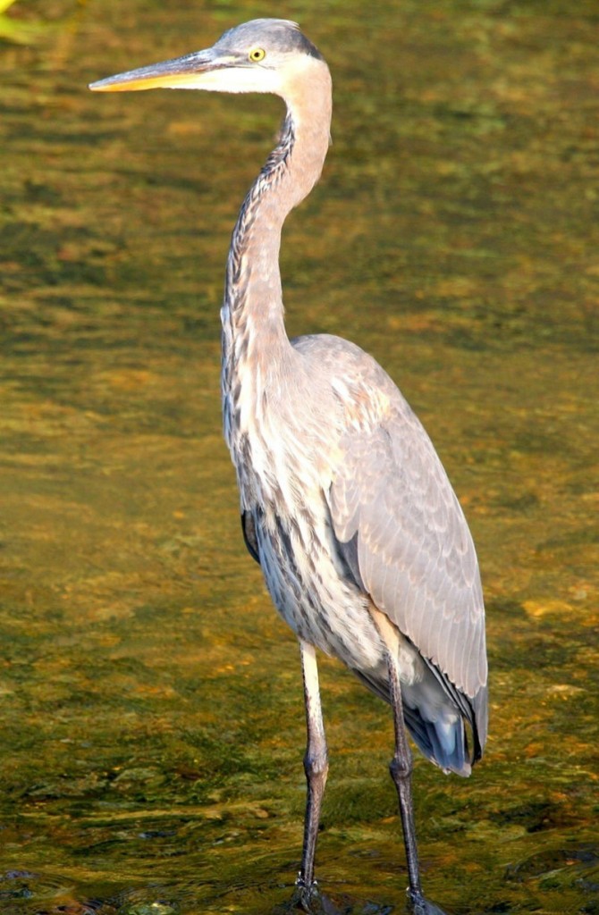 Juvenile Great Blue Heron 9/29/08