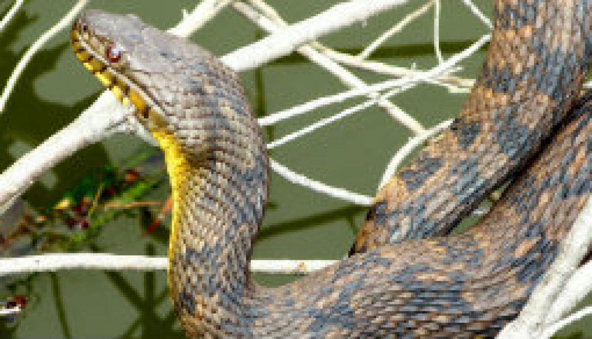 Large Diamondback Water Snake featured