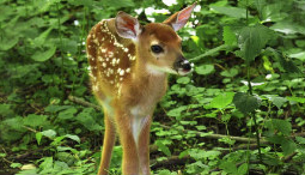 Last June 20 in back of the Whispering Pines cabin featured