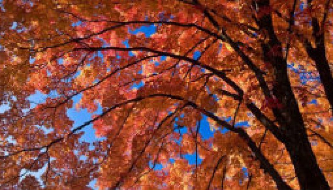 Looking up into a Sugar Maple - Caney Mountain featured