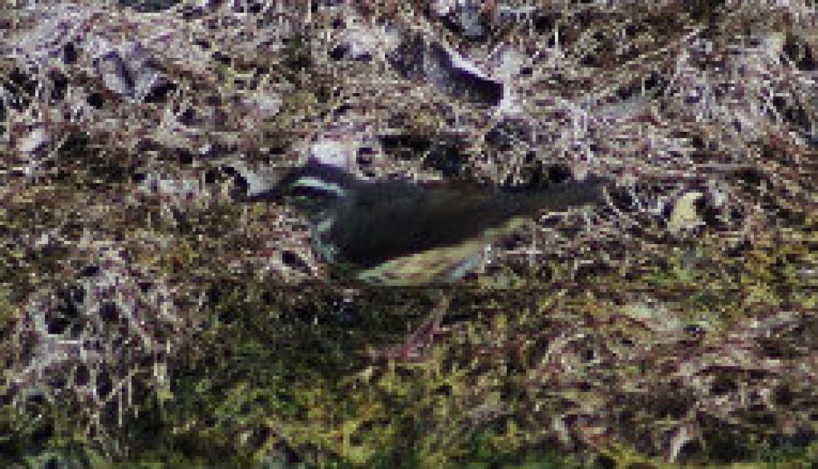 Louisiana Water Thrush (after high water) featured