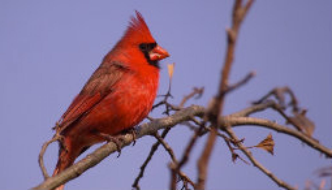 Male Northern Cardinal featured