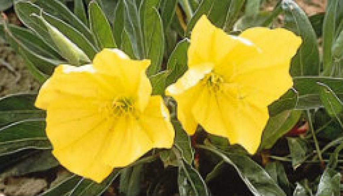 Missouri Primrose featured