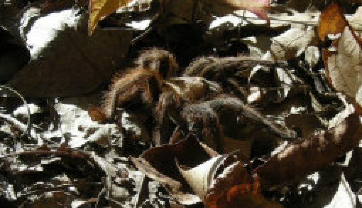 Missouri Tarantula visits ROLF