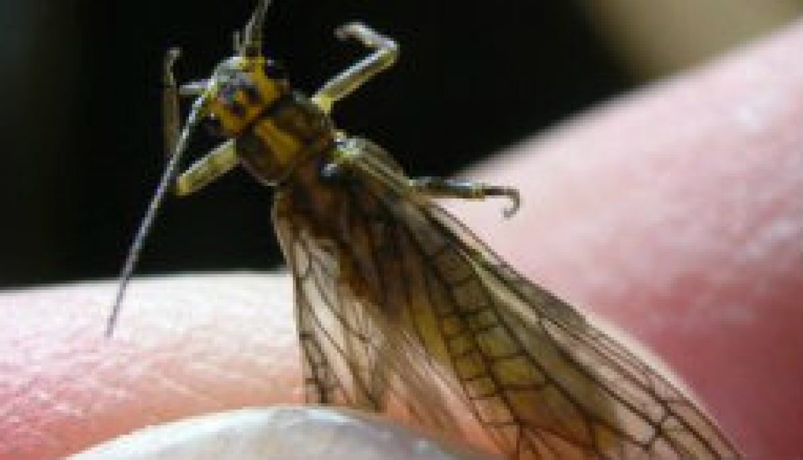 North Fork Stone Fly from below the Falls featured