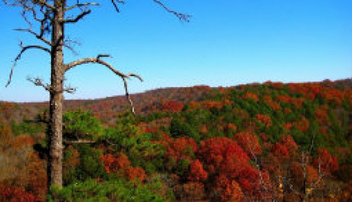 North Fork leaves in November 2008 featured