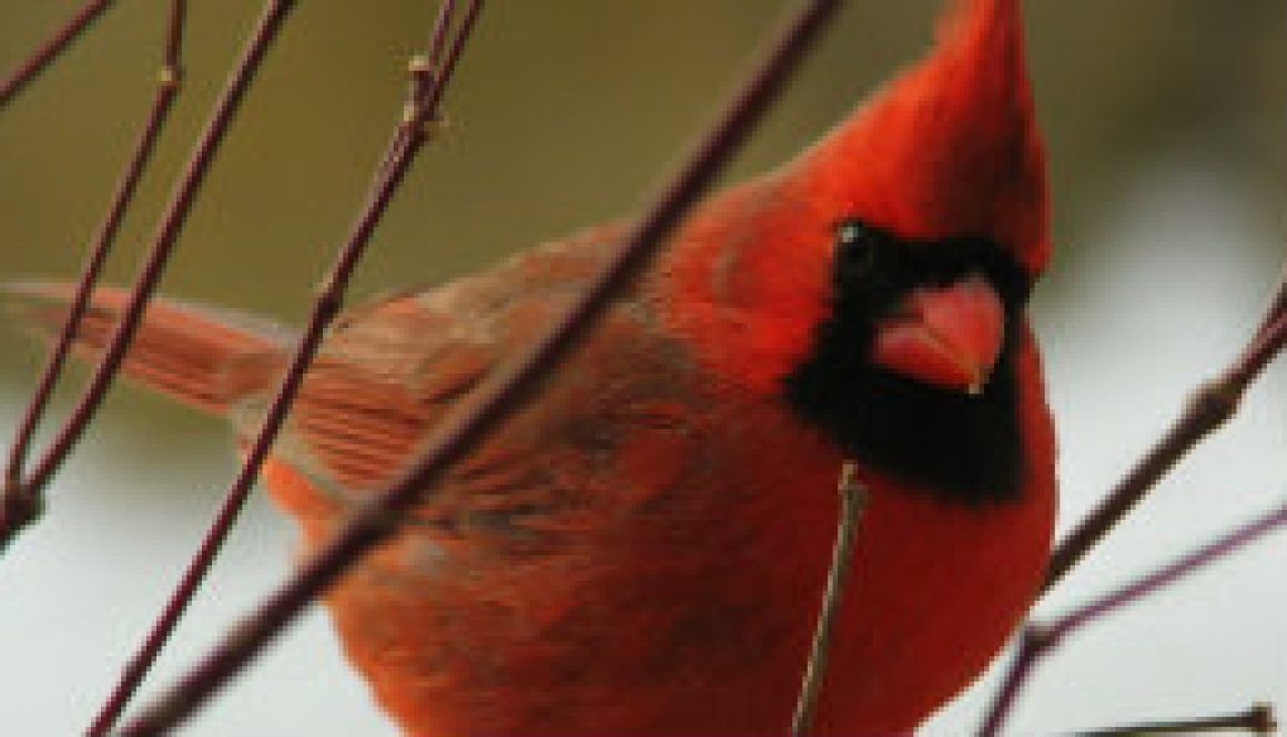 Northern Cardinal January 1, 2009 featured