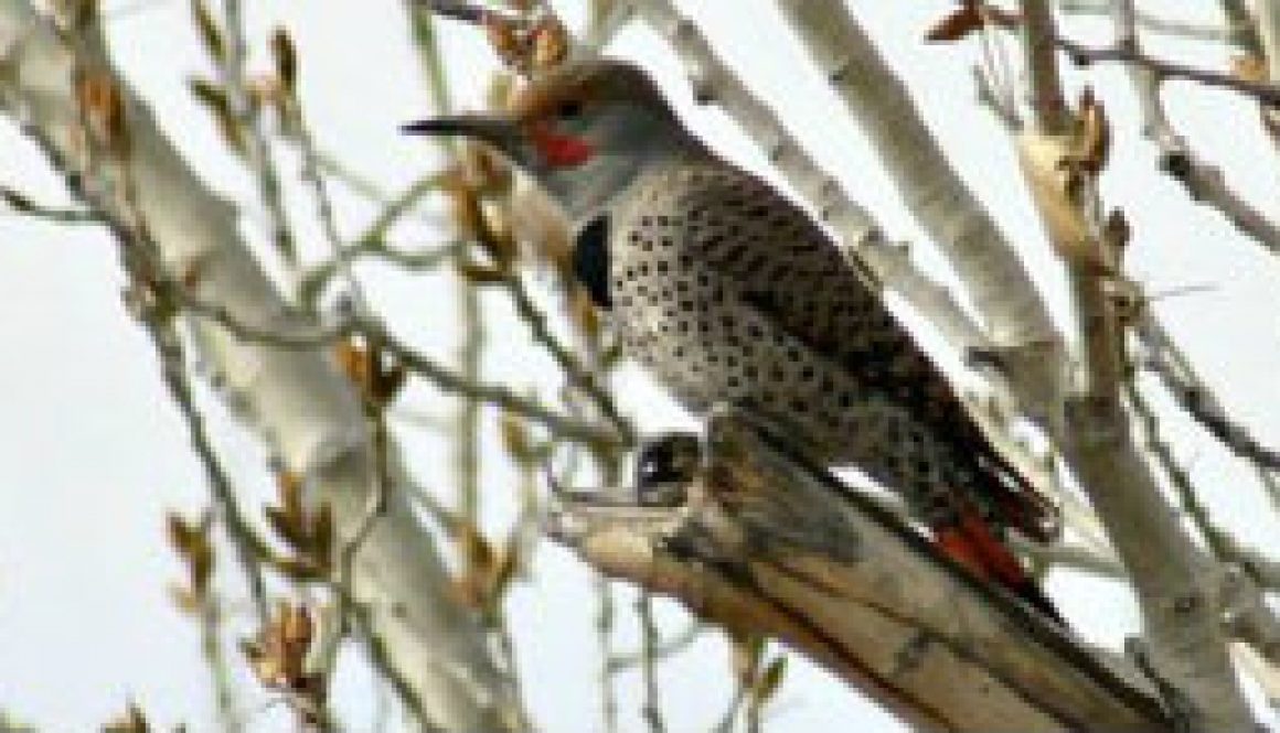 Northern Flicker featured