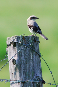 Northern Shrike on 181 near Dora this past May