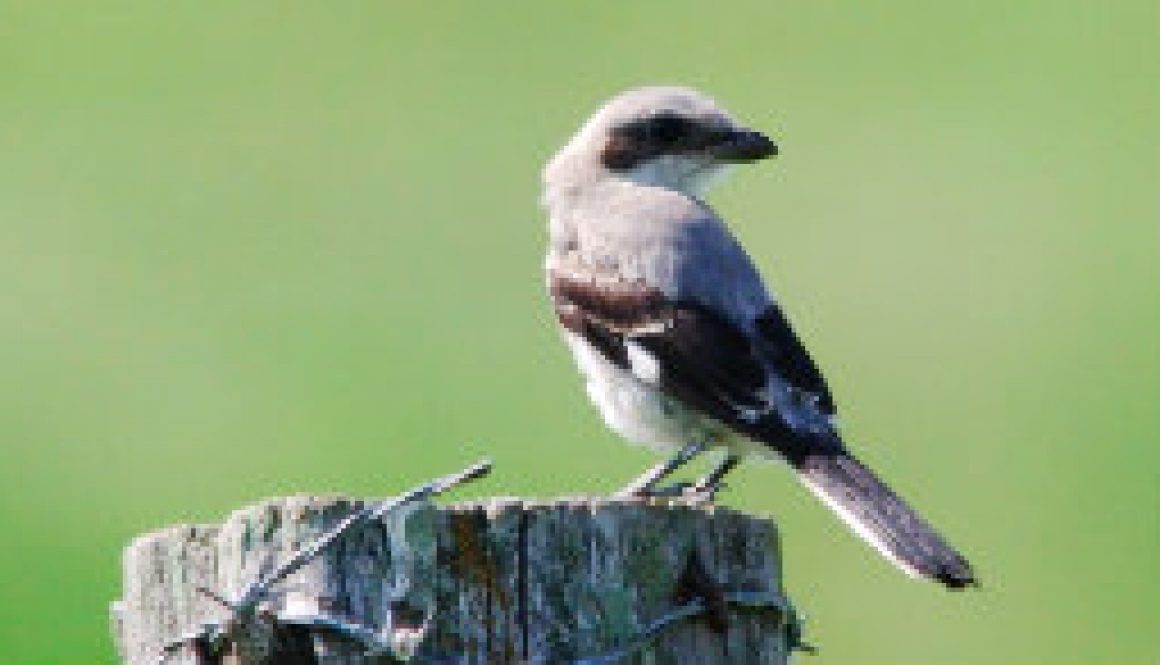 Northern Shrike on 181 near Dora this past May featured