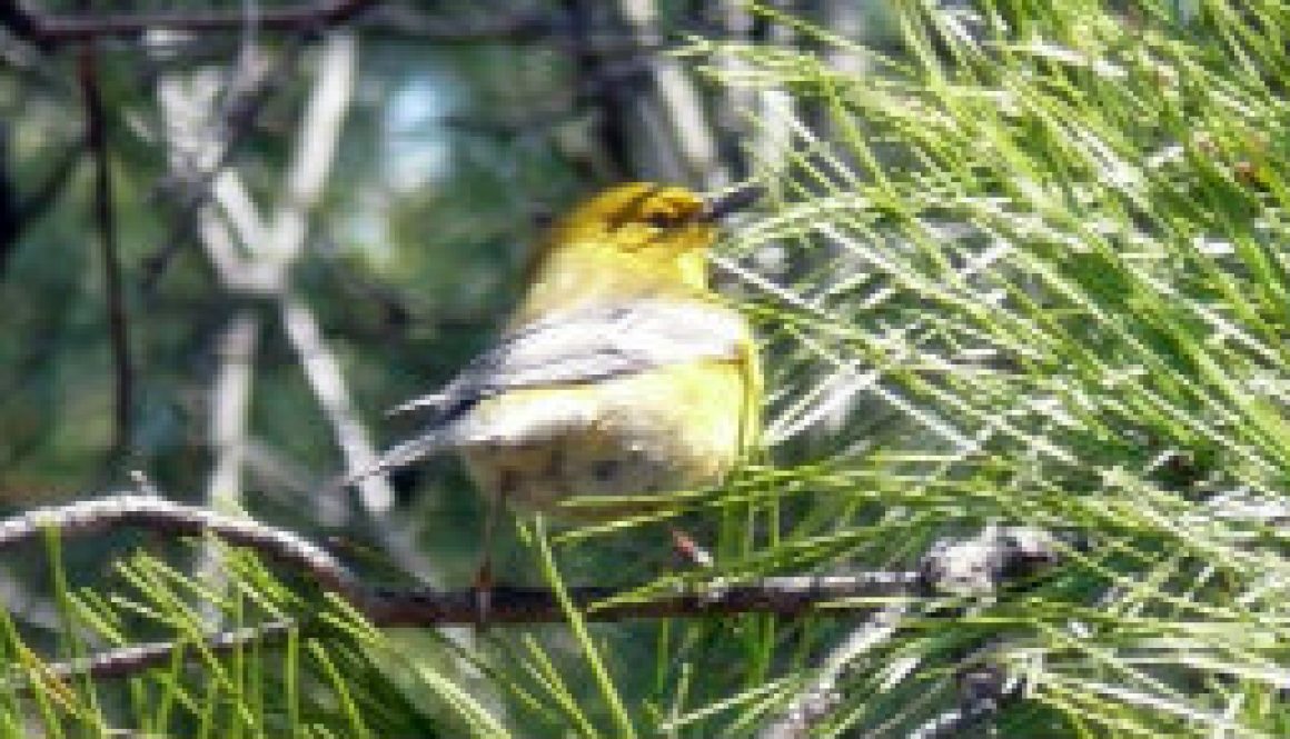 Pine Warbler featured