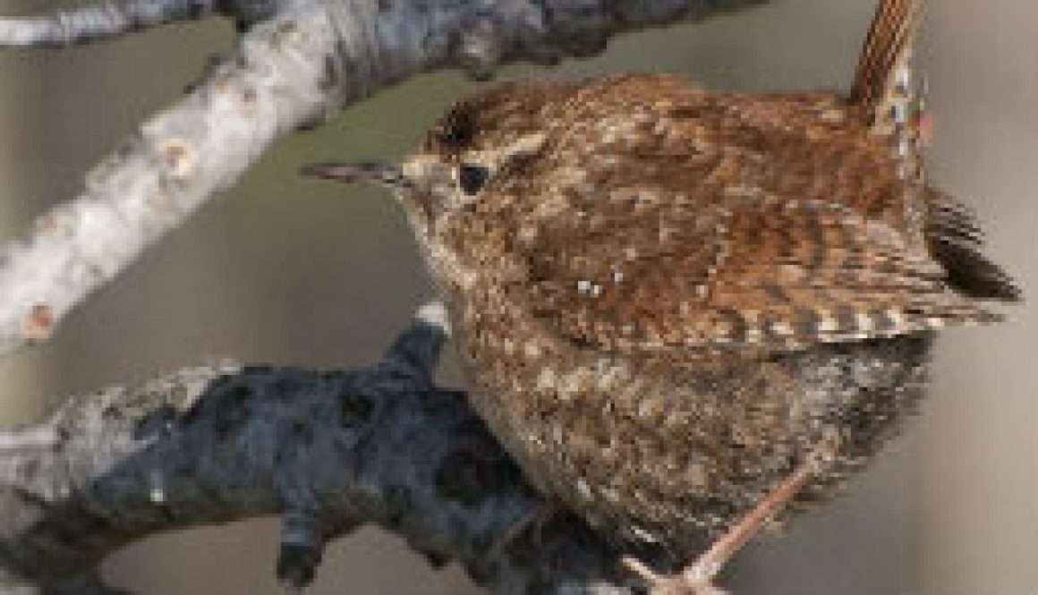 Rare Winter Wren in Missouri featured