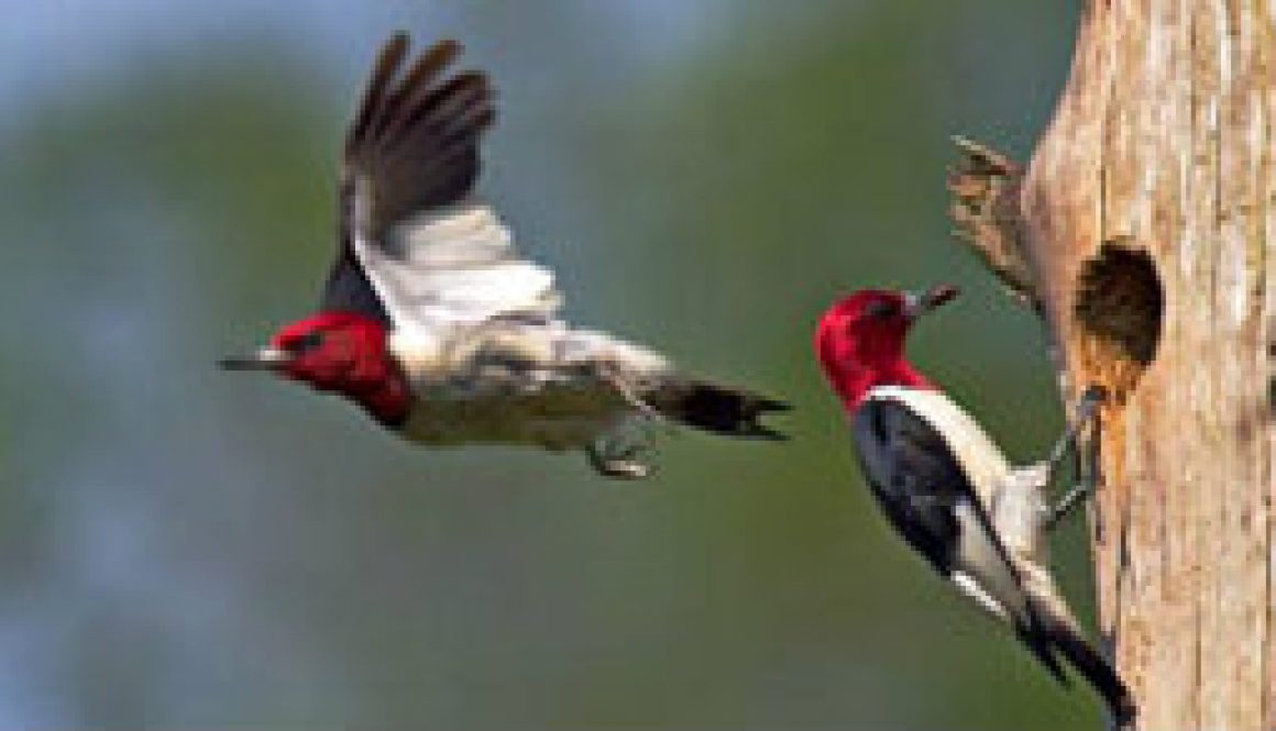 Red Headed Woodpecker featured