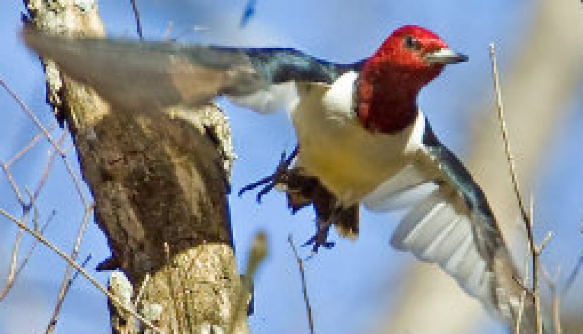 Red Headed Woodpecker making the leap featured