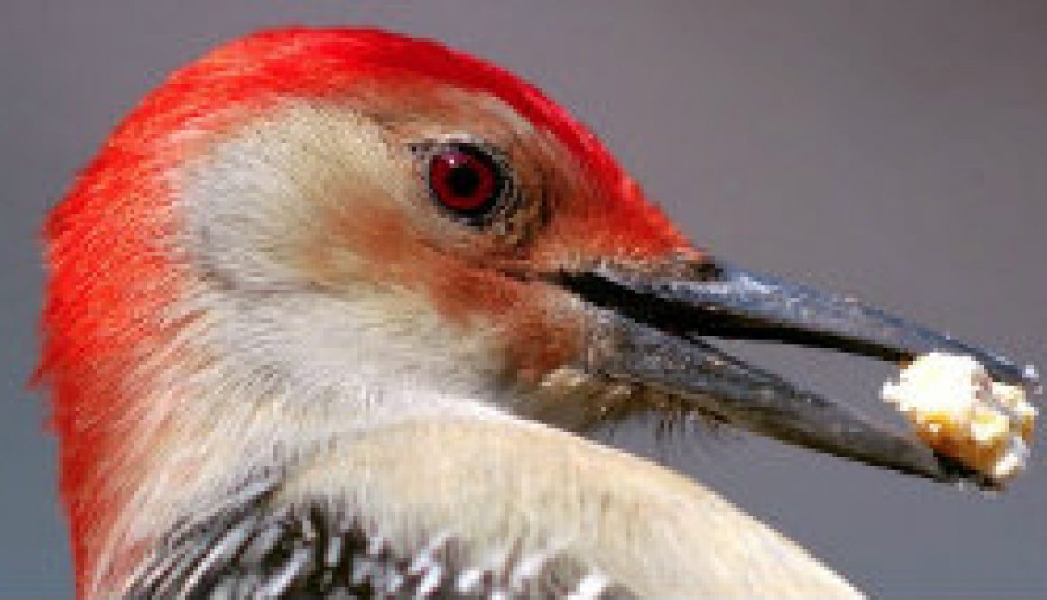 Red-bellied Woodpecker near Whispering Pines featured