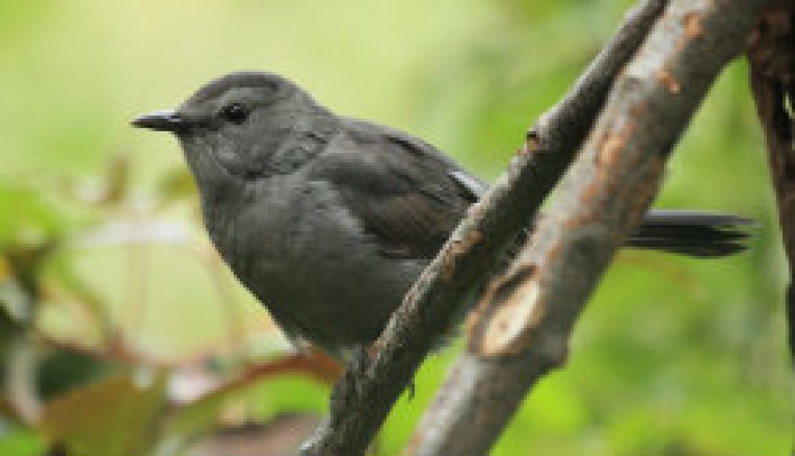 River of Life Farm - Catbird featured