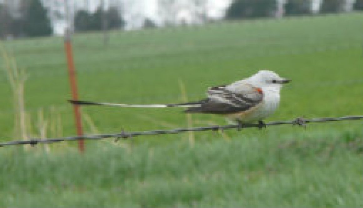 Scarce Scissor-tail flycatcher featured