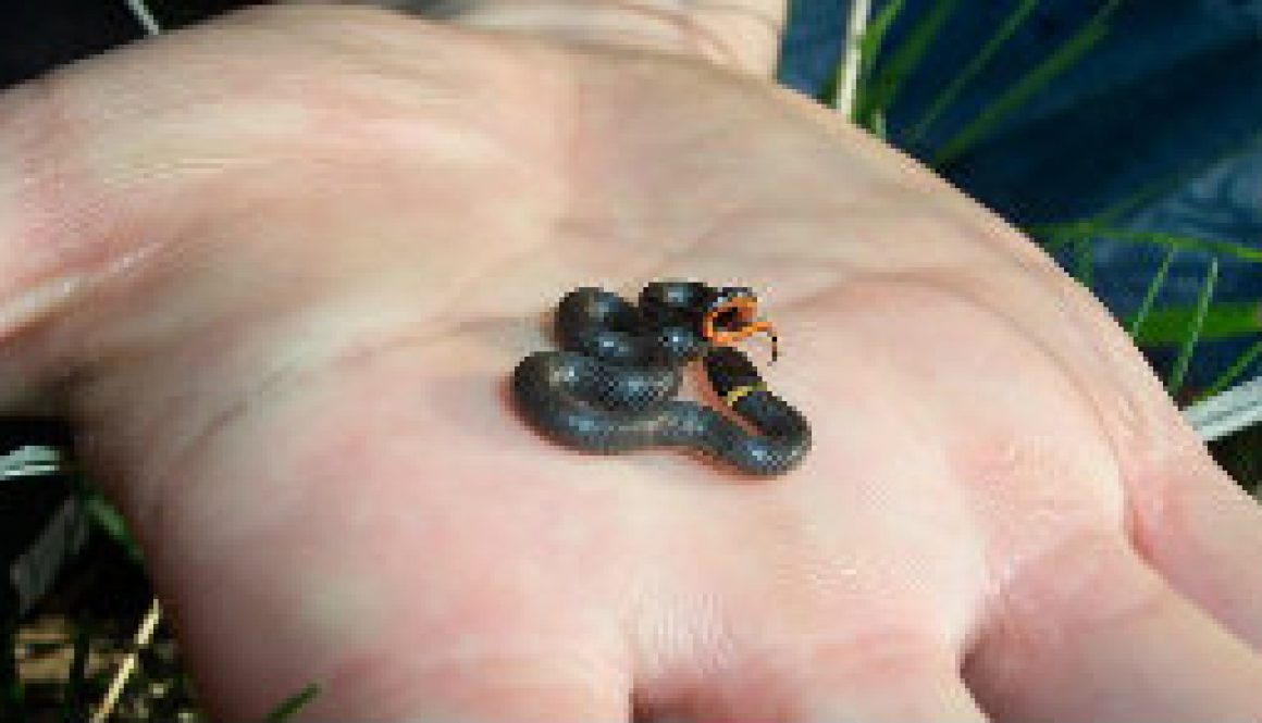 Smallest snake I have ever seen (Ring Neck Snake) featured