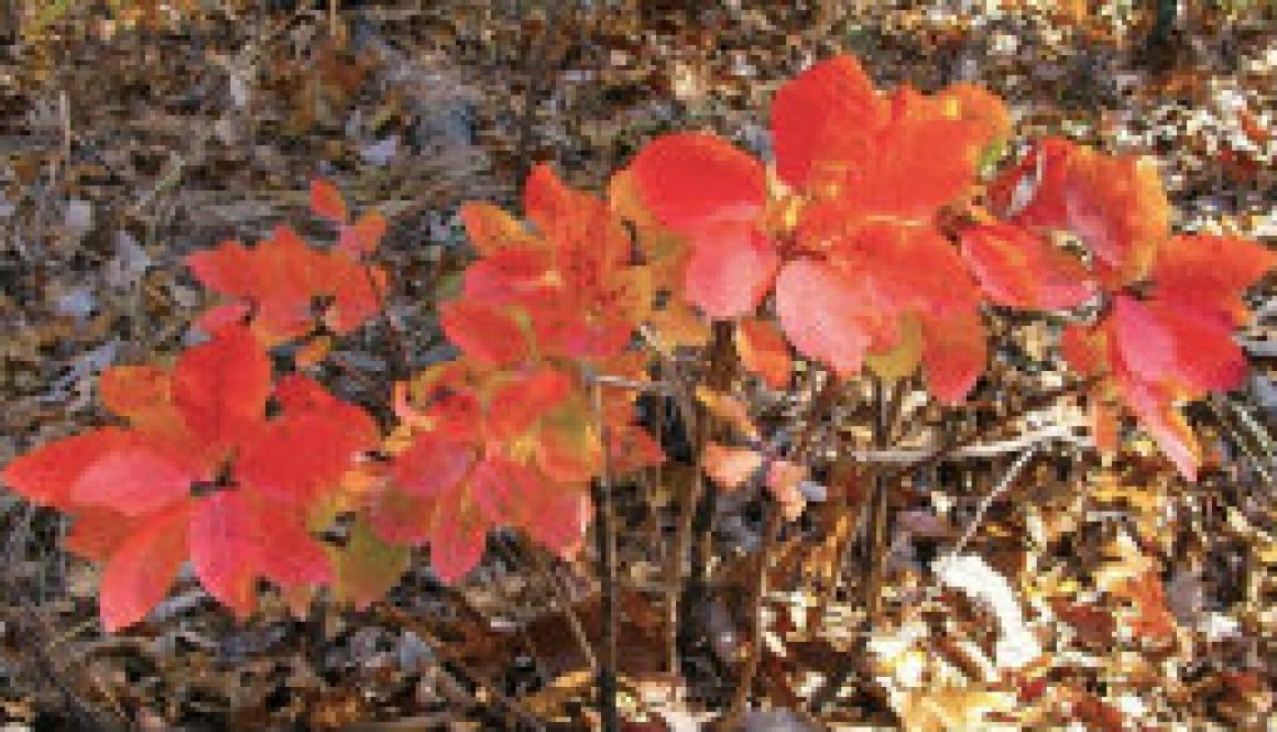 Smoke Tree saplings in Ozark County featured